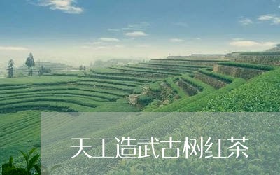 天工造武古树红茶/2023032420483