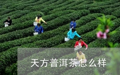 天方普洱茶怎么样/2023031695937