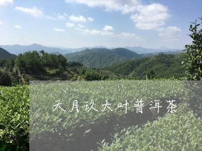 天月玖大叶普洱茶/2023033122026