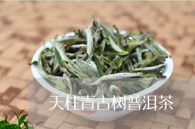 天柱青古树普洱茶/2023040194937