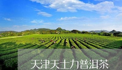 天津天士力普洱茶/2023031610836