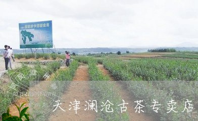 天津澜沧古茶专卖店/2023041656240