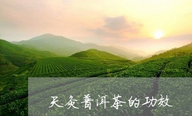 天灸普洱茶的功效/2023031667583