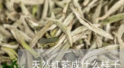 天然红茶成什么样子/2023041570503