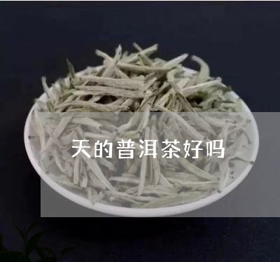 天的普洱茶好吗/2023041097160