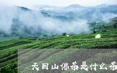 天目山佛茶是什么茶/2023041572715