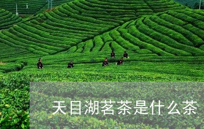 天目湖茗茶是什么茶/2023041616273