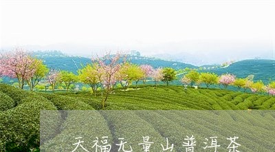 天福无量山普洱茶/2023040184939