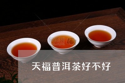 天福普洱茶好不好/2023041350603