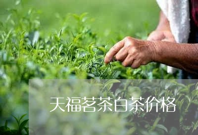 天福茗茶白茶价格/2023041344029