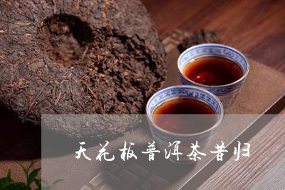 天花板普洱茶昔归/2023031751492