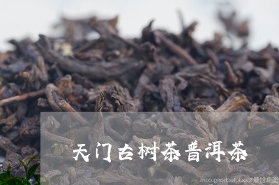 天门古树茶普洱茶/2023031694725