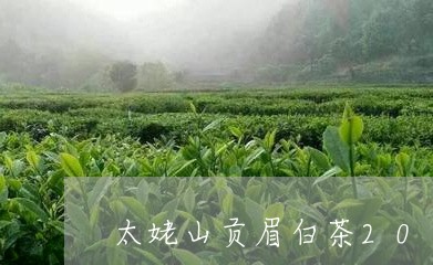 太姥山贡眉白茶2012年/2023033148305