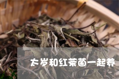 太岁和红茶菌一起养/2023031937069