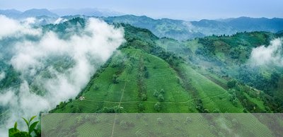 太极禅苑雨林古树茶/2023032110795