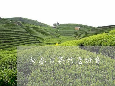 头春古茶坊老班章/2023032987060