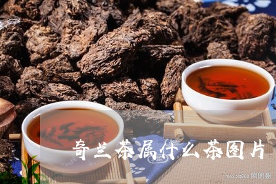 奇兰茶属什么茶图片/2023041531826