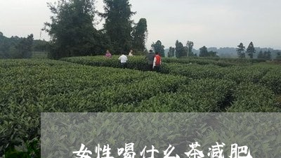 女性喝什么茶减肥/2023032300837