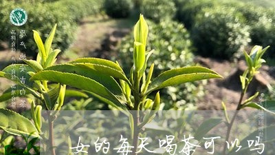 女的每天喝茶可以吗/2023041635170