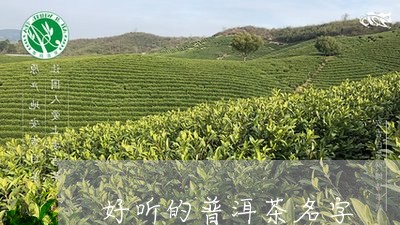 好听的普洱茶名字/2023041344160