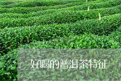 好喝的普洱茶特征/2023041037372