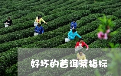 好坏的普洱茶指标/2023041098372