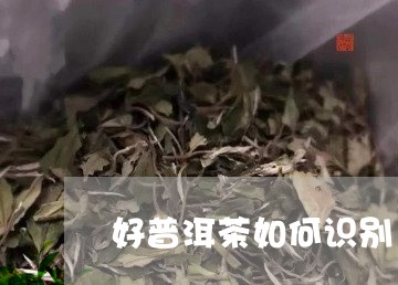 好普洱茶如何识别/2023031747158