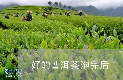 好的普洱茶泡完后/2023033073937