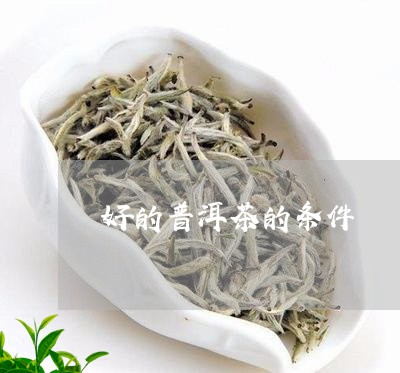 好的普洱茶的条件/2023031694857