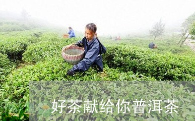 好茶献给你普洱茶/2023040947459