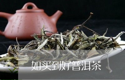 如买到好普洱茶/2023031795948