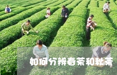 如何分辨春茶和秋茶/2023031965258