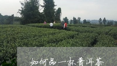 如何品一杯普洱茶/2023031601793