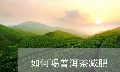 如何喝普洱茶减肥/2023031795148