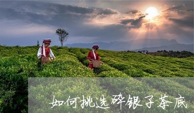 如何挑选碎银子茶底/2023032088179