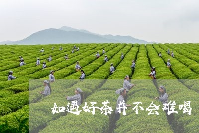 如遇好茶并不会难喝/2023041524937