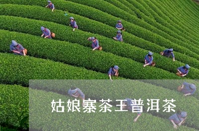 姑娘寨茶王普洱茶/2023041219272