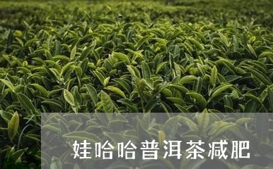 娃哈哈普洱茶减肥/2023041068381