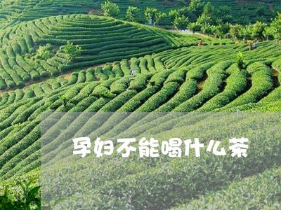 孕妇不能喝什么茶/2023032363925