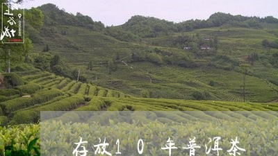 存放10年普洱茶/2023041095283