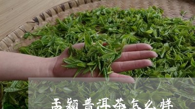 孟颖普洱茶怎么样/2023033127470