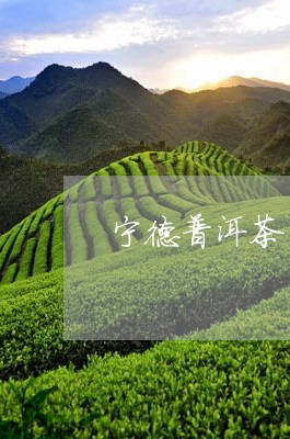 宁德普洱茶生产厂/2023041242714