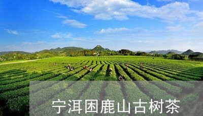 宁洱困鹿山古树茶/2023032652047