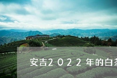 安吉2022年的白茶采摘/2023033091794