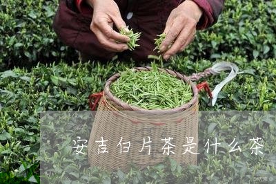 安吉白片茶是什么茶/2023041519179