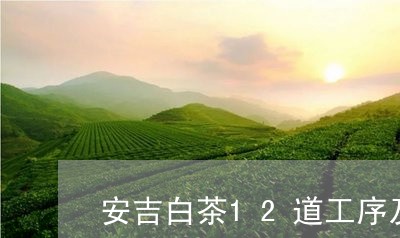 安吉白茶12道工序及价格/2023033007371