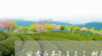 安吉白茶2021新茶一斤/2023033028582