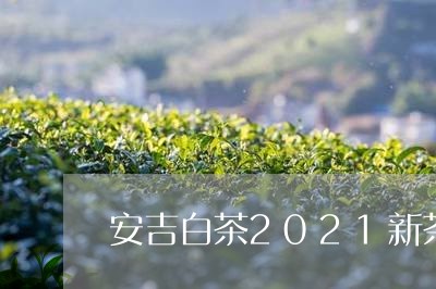 安吉白茶2021新茶价钱/2023033080816