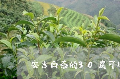 安吉白茶的30度可以保存/2023033168593