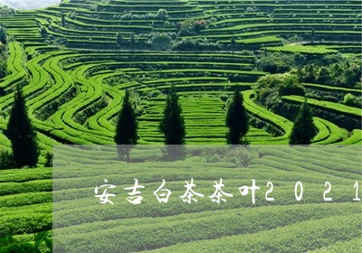 安吉白茶茶叶2021新茶/2023033069372